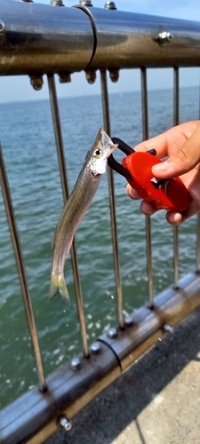 カマスの釣果