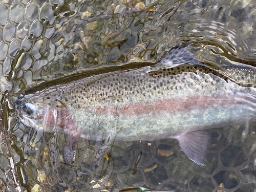 トラウトの釣果