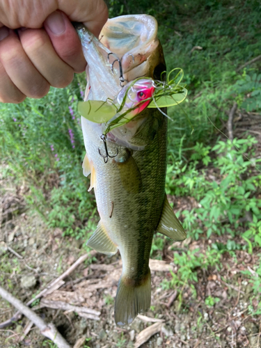 ラージマウスバスの釣果