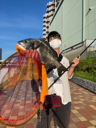 チヌの釣果