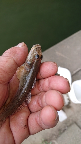 マハゼの釣果