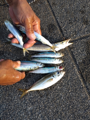 カマスの釣果