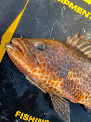 オオモンハタの釣果