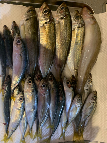 アジの釣果