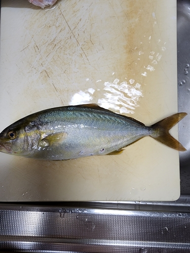 ショゴの釣果