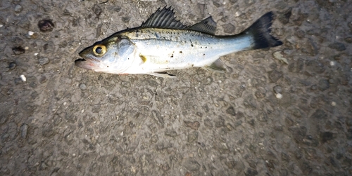 セイゴ（マルスズキ）の釣果