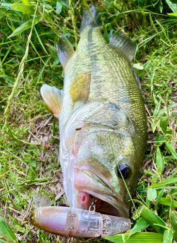 ブラックバスの釣果