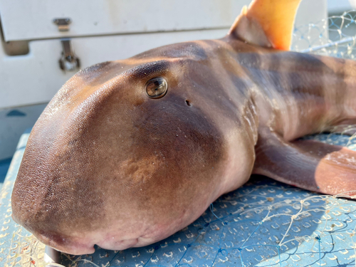 ネコザメの釣果