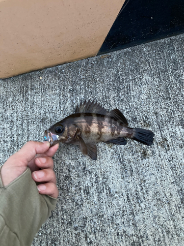 メバルの釣果