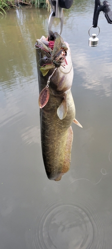 ナマズの釣果