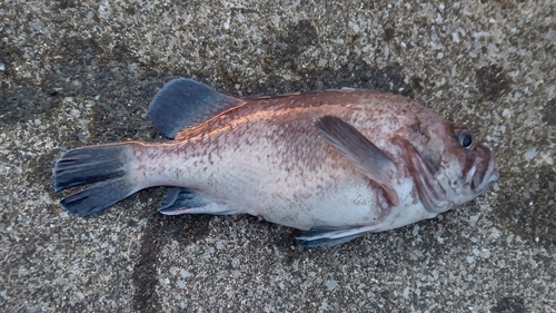 マゾイの釣果