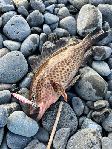 オオモンハタの釣果