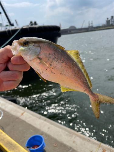 ショゴの釣果