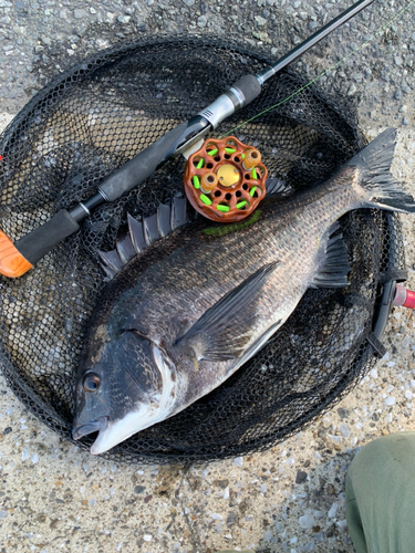 クロダイの釣果