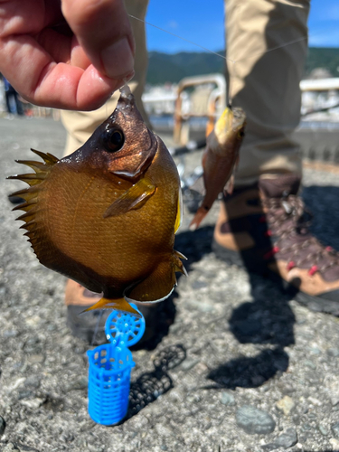 スズメダイの釣果