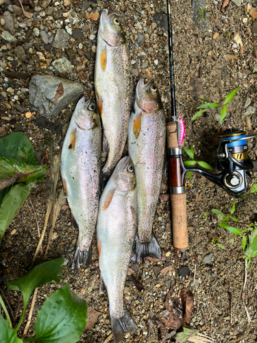 アイナメの釣果