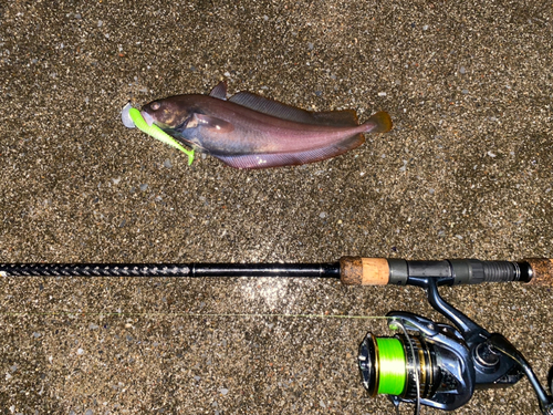 ドンコの釣果