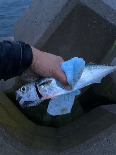 サバの釣果