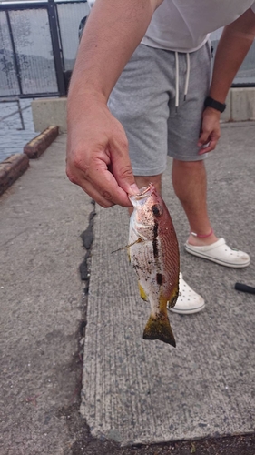 ヨコスジフエダイの釣果