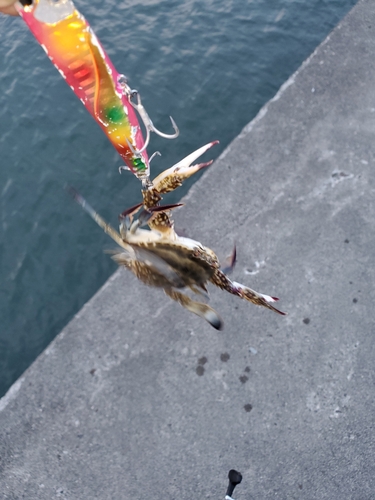 ワタリガニの釣果