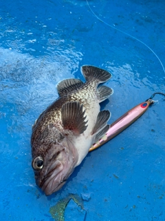 マゾイの釣果