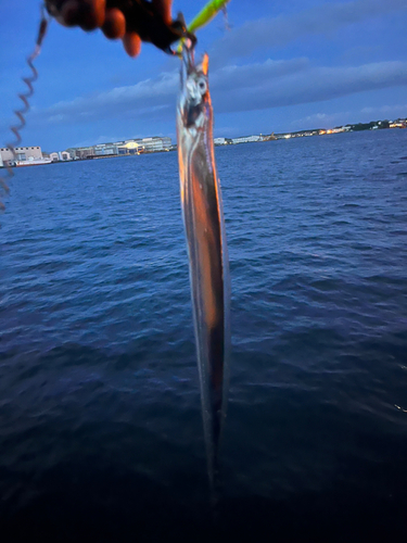 タチウオの釣果