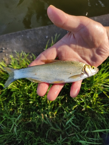 ワタカの釣果