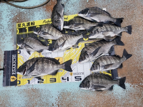 クロダイの釣果