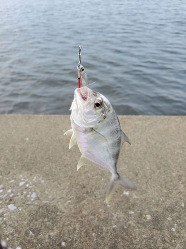 メッキの釣果