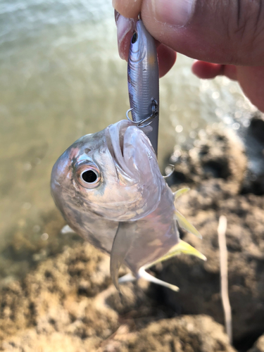 メッキの釣果