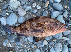 オオモンハタの釣果