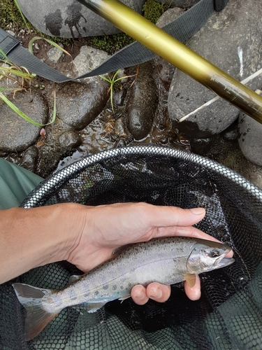 ヤマメの釣果