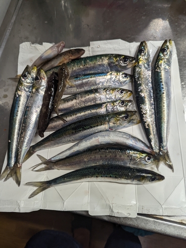 イワシの釣果