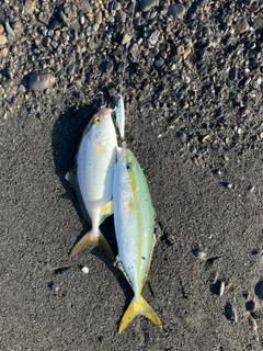 ショゴの釣果