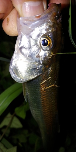 ハスの釣果