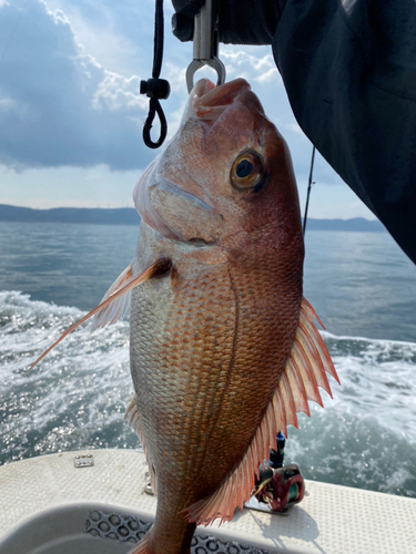 マダイの釣果