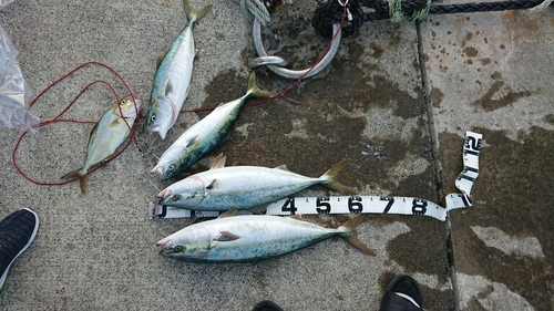 イナダの釣果