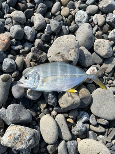 メッキの釣果