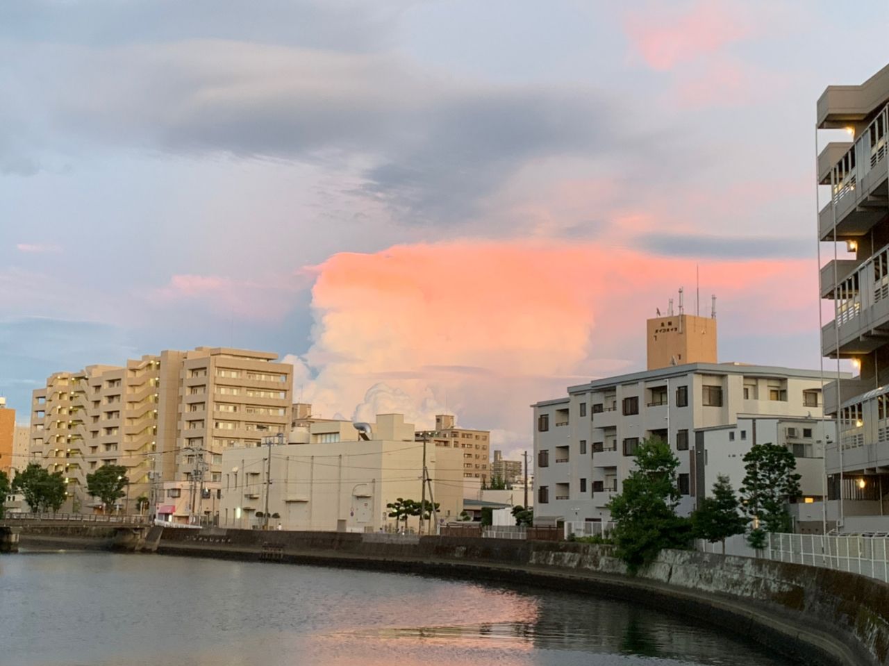 イワシ
