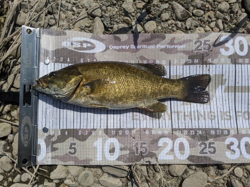 スモールマウスバスの釣果