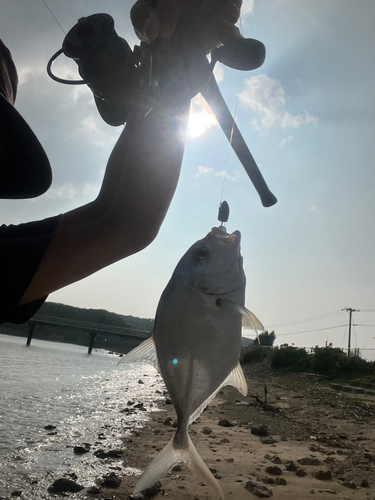 シマアジの釣果