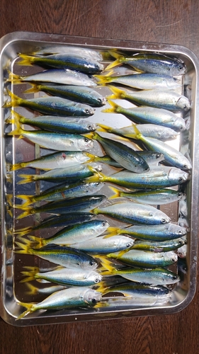 タカベの釣果