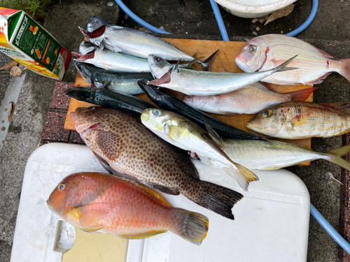 オオモンハタの釣果