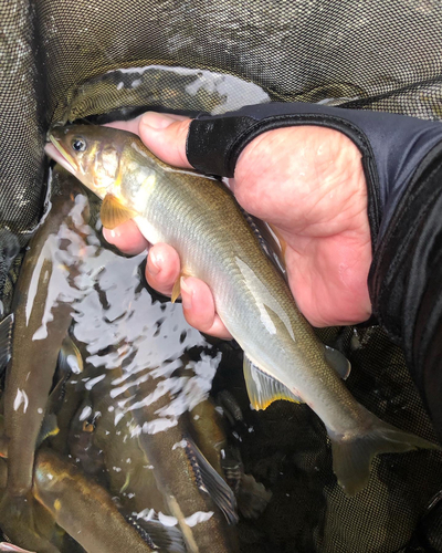 アユの釣果