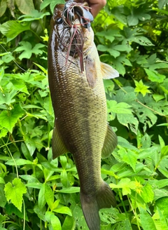 ブラックバスの釣果