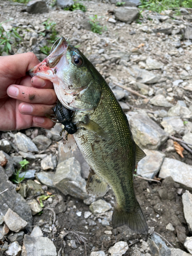 ブラックバスの釣果