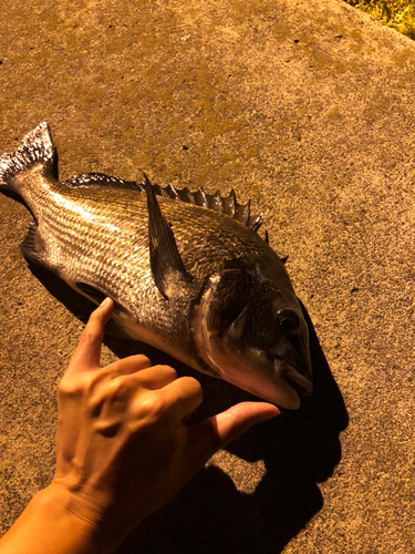 クロダイの釣果