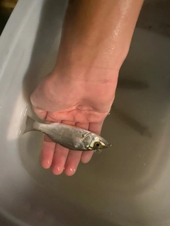 セイゴ（ヒラスズキ）の釣果