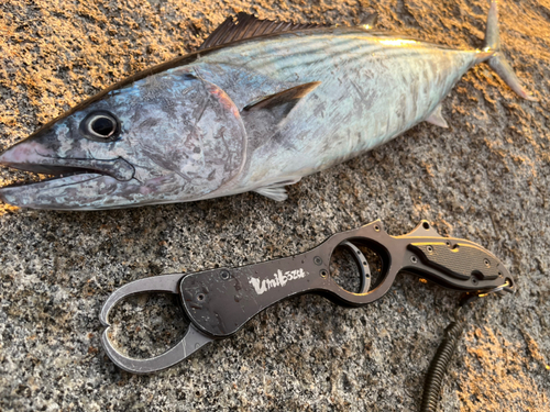 カツオの釣果