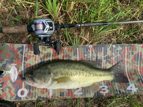 ブラックバスの釣果